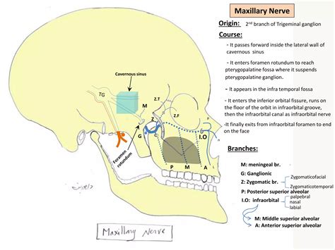 Lecture 5 (The maxillary nerve and pterygopalatine ganglion) | PPTX