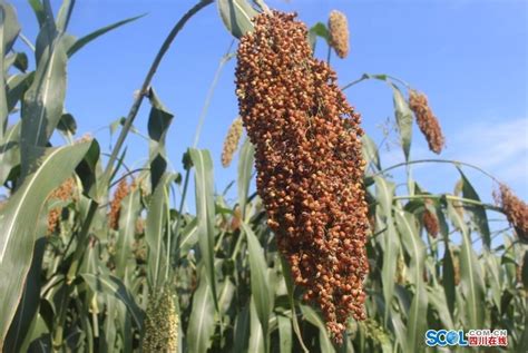 科技農報 Science Applied To Farm: 什麼是高粱色？循環農業讓高粱變身天然棕色染劑！