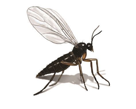 How Do I Get Rid of Gnats in My Home? - Ask the Orkin Man