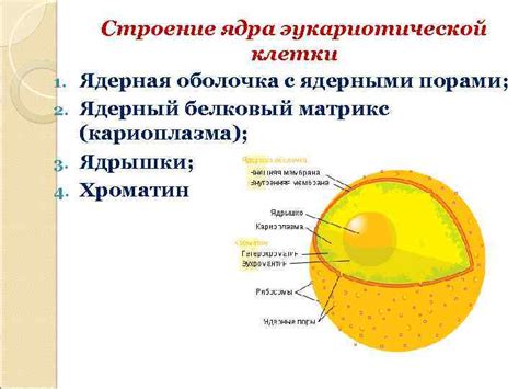 Лекция 8 Ядро Ядерный материал эукариотической клетки