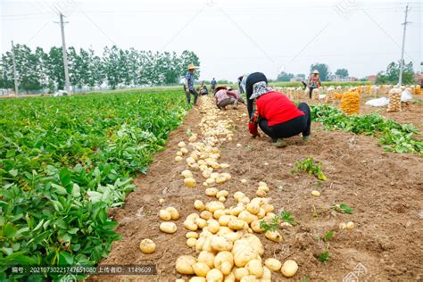 农民正在挖土豆,蔬菜种植,农林渔牧,摄影,汇图网www.huitu.com