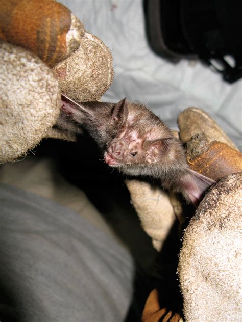 Giant Vampire Bats UGA Study May Lead To More Effective Rabies Control