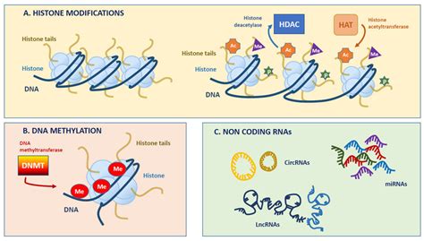 Epigenetic Modifications 的图像结果