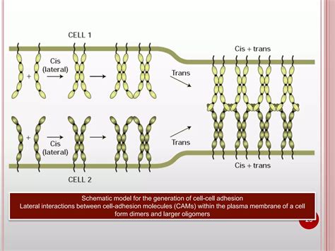 Cell adhesion molecules and mechanisms of cell adhesion | PPTX