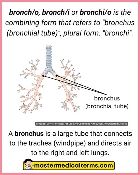 Common Word Roots for Respiratory System - Master Medical Terms