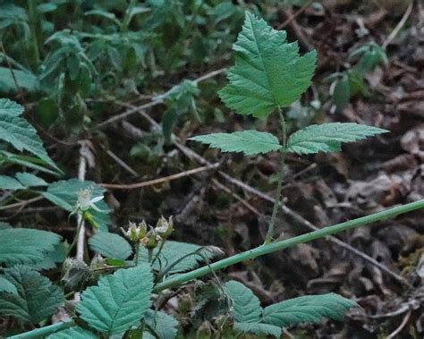 Rubus Ursinus