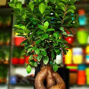 Buy Green creeping fig, Ficus Pumila Plant - NurseryNisarga.in