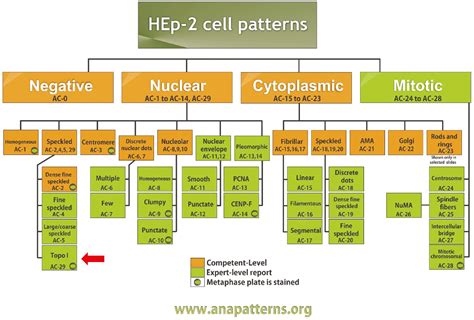 International consensus on antinuclear antibody patterns: definition of ...