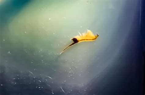 Sea Monkeys: What Are They, How Long Do They Live and What Do They Look ...