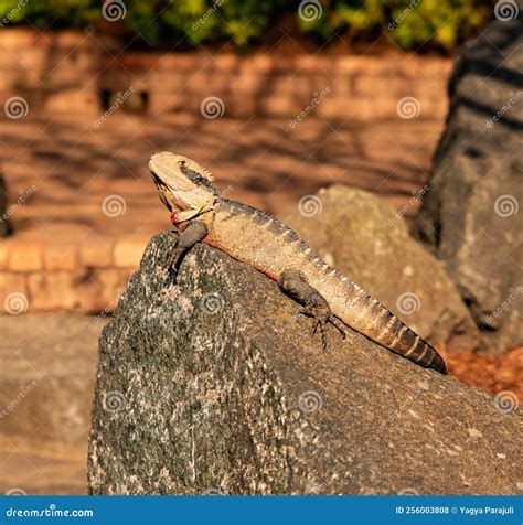 A Lizard Sunbathing on Rocks Stock Photo - Image of protection, organic ...