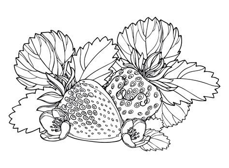 30 Strawberry Coloring Pages - Free & Printable for Kids and Adults