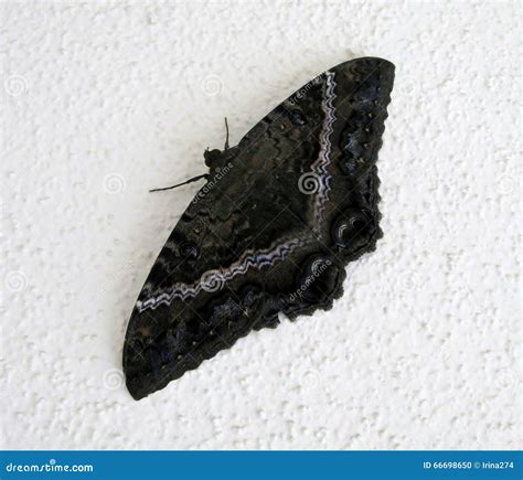 Black Witch Moth (Ascalapha Odorata) Stock Photo - Image of ascalapha, black: 66698650