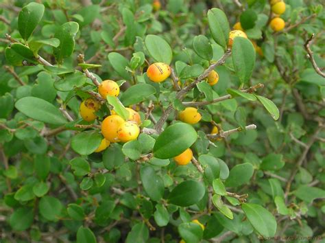 Tree Stories – Page 15 – Grow Billion Trees