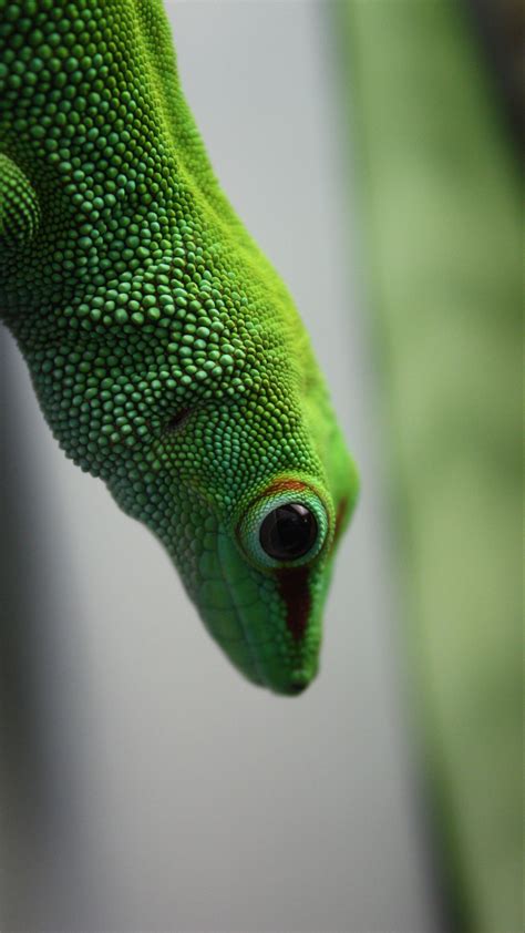 Download wallpaper 2160x3840 madagascar gecko, gecko, lizard, reptile ...