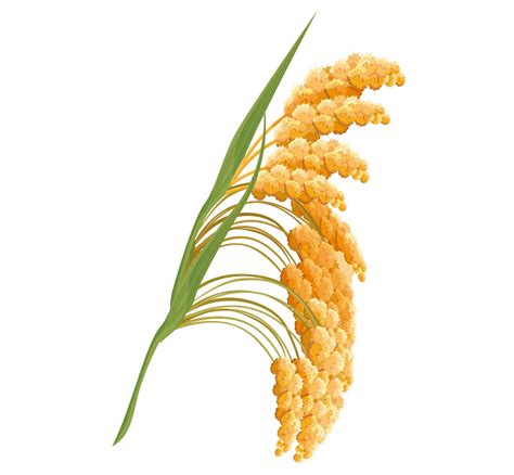 Mijo: qué es, propiedades y nutrientes - Escolar - ABC Color