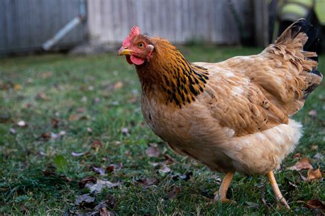 70 Chicken Facts That Are Truly Peck-culiar - Facts.net