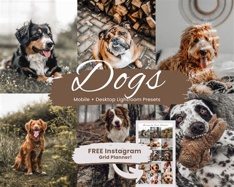 10 Dogs Lightroom Presets, Dogs Presets, Pets Presets for Lightroom ...