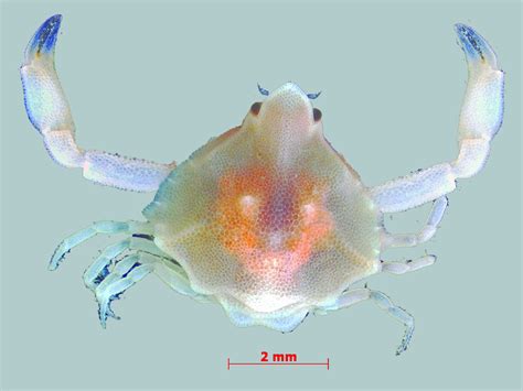 Could anybody can help me to confirm the scientific identify of marine ...