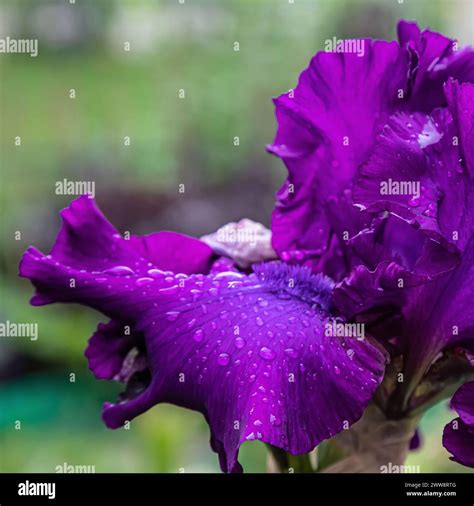 A beautiful flower macro of a purple German bearded iris flower head in ...