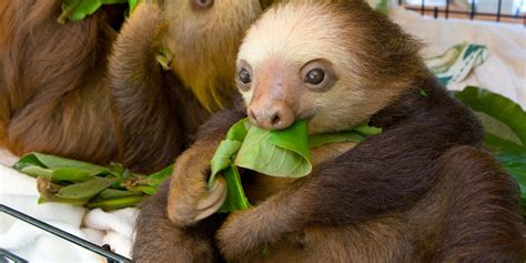 Costa Rican Animals