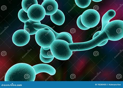 Fungi Candida Albicans Which Cause Thrush Stock Illustration - Illustration of candida, medical ...