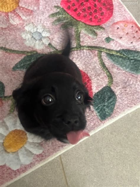 2 months old puppy €250 №6095608 in Larnaca - Dogs - sell, buy, ads on ...
