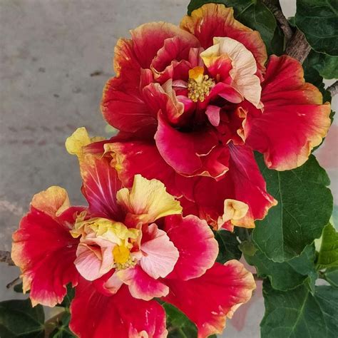Australian Hibiscus Flowers Plants (double Thoka) – Haven plant