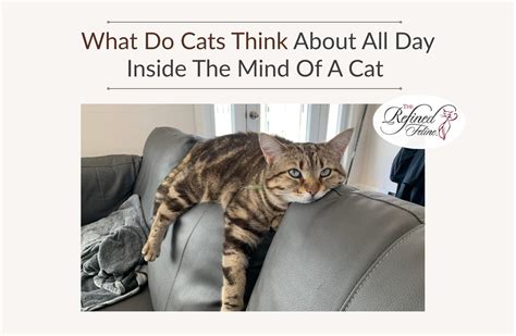 Inside The Feline Mind: How Do Cats Think?