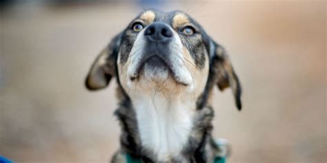 Why Does My Dog's Vomit Smell Like Metal at Nathan Ronk blog