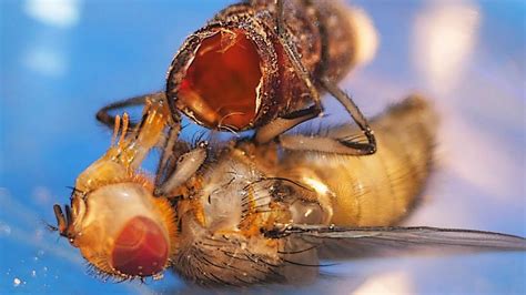How a Maggot Turns Into a Fly: METAMORPHOSIS - YouTube