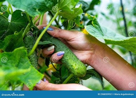 收获有机黄瓜. 女人的手在温室里挑出鲜黄瓜. 库存照片. 图片 包括有 增长, 工厂, 夏天, 户外, 检查 - 236835952