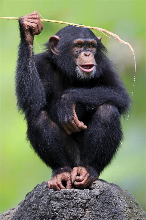 Chimpanzee history and some interesting facts