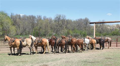 Sperry Horses Performance, Production and Invitational Consignment Sale ...