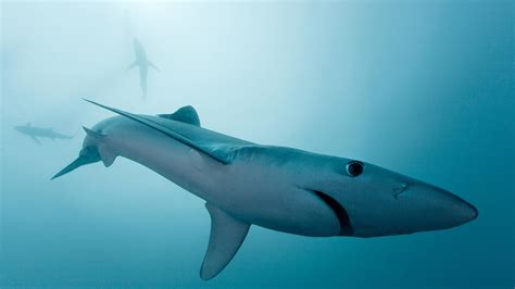 海底的鲨鱼图片高清宽屏壁纸下载-壁纸图片大全