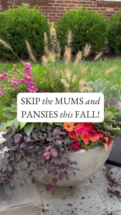 Using Evergreens in Container Gardens — Contained Creations | Fall ...