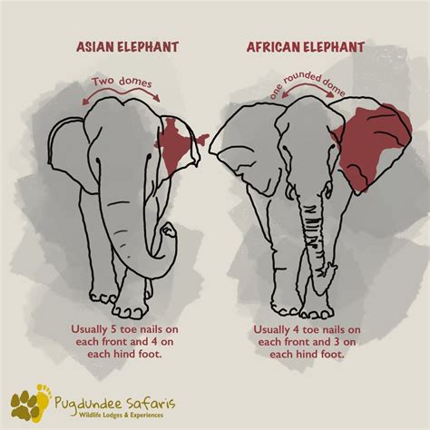 Asiatic vs African Elephants: Key Differences Explained