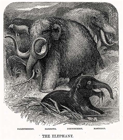 मिशिगन में लड़के को मिला 'ड्रैगन का दांत'...जो हाथी के पूर्वज मैस्टोडॉन ...