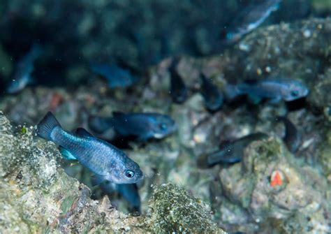 The endangered Devils Hole pupfish's recovery remains a mystery : NPR