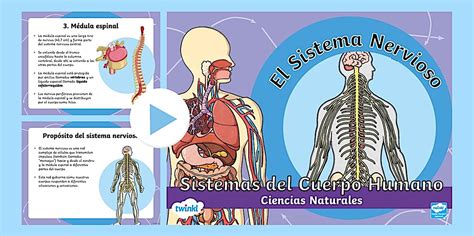 PowerPoint: El Sistema Nervioso