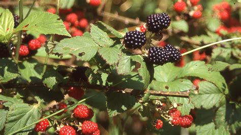 Field Notes with Dennis Chastain: Blackberry season is here and with ...