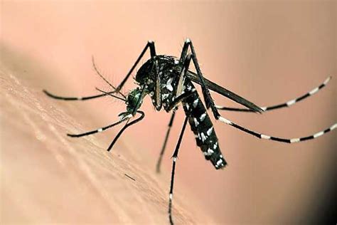 蚊子是怎么找到人的 一只蚊子一晚上咬几次 - 致富热