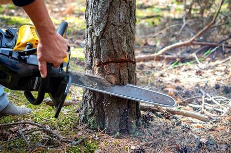 Tree Cutting in Bangalore is Illegal - without BBMP Permission