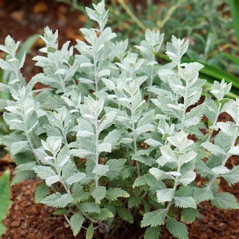 Buy Russian sage Perovskia 'Silvery Blue ('Lissvery') (PBR)': Delivery ...