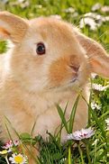 Image result for Grey and White Fluffy Bunny