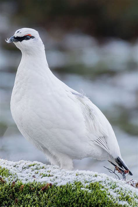 047 Icelandic Bird White Partridge Print Ptarmigan Wall Art Bird Home ...