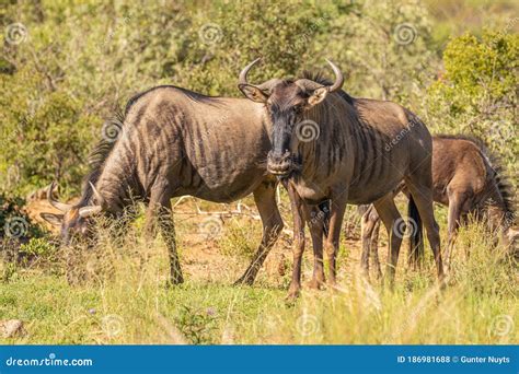 A Herd of Blue Wildebeest Connochaetes Taurinus Grazing, Pilanesberg ...