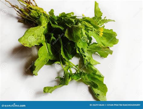 Oil seed Mustard plant stock photo. Image of nature - 262914644