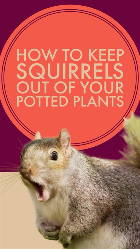 How to keep squirrels out of potted plants natural squirrel repellent ...