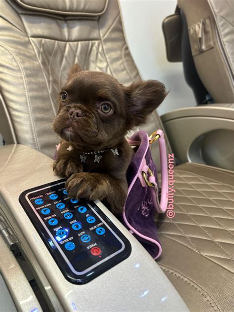 Using my Replica as a dog carrier now🙈🩷 : r/JuicyCouture