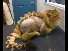 cat hair top 5 funniest cat hairstyle compilation feline cat hair top 5 funniest cat hairstyle compilation feline